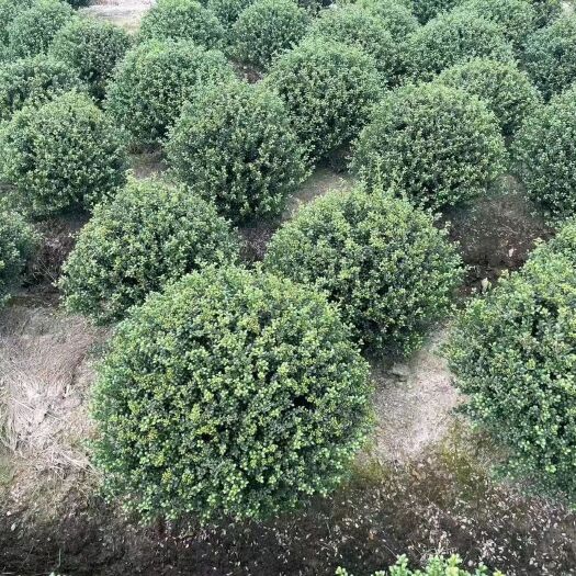 都江堰市大量出售各规格精品龟甲冬青球，量大从优，欢迎选购