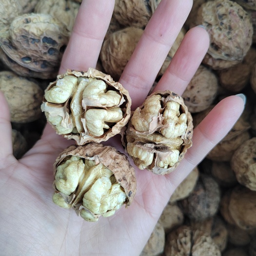 成都2022年云南麻子核桃大果薄壳核桃麻子核桃干核桃产地直发