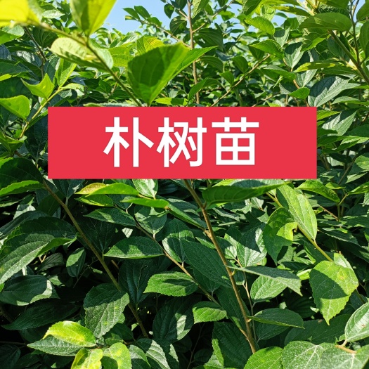常州朴树苗（二年生朴树小苗批发），自家苗圃直发