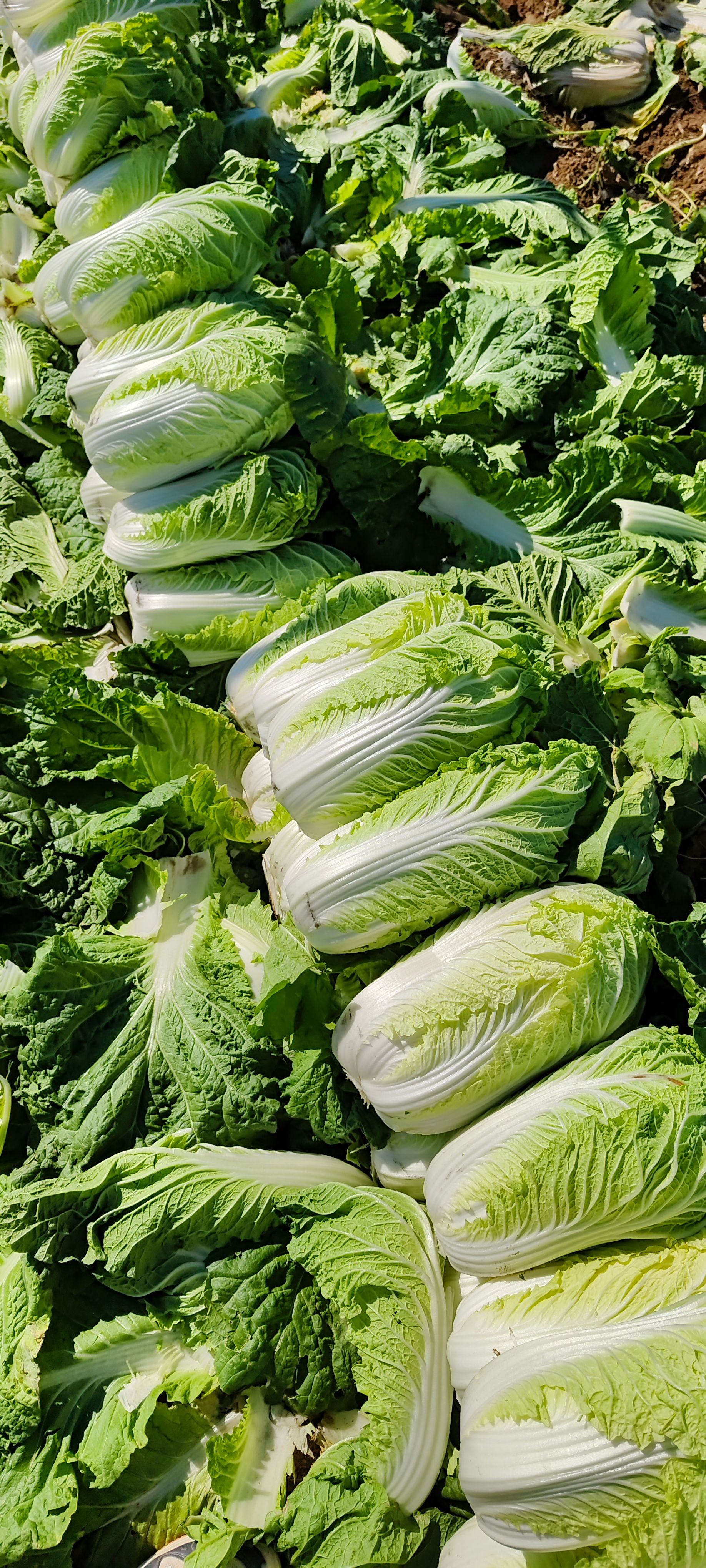 黄心大白菜，山东黄心菜，山东济南白菜大量供应