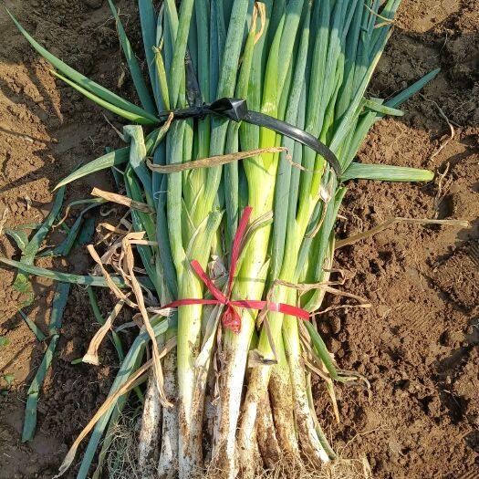 东储大葱  长白葱