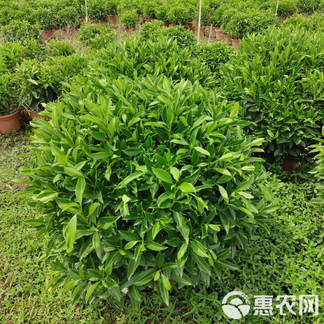 基地直销非洲茉莉