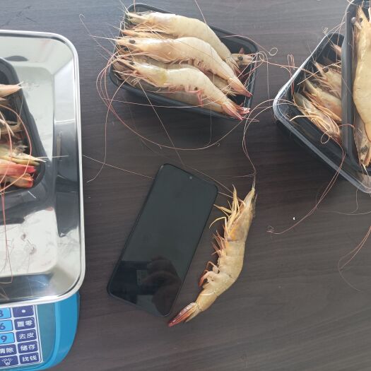 北海海达鲜低脂海明虾白虾大虾供酒店餐饮饭馆高营养早餐通货冷链发货