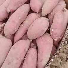 陆丰市广东红薯西瓜红精品沙地货，皮毛精品，量大从优