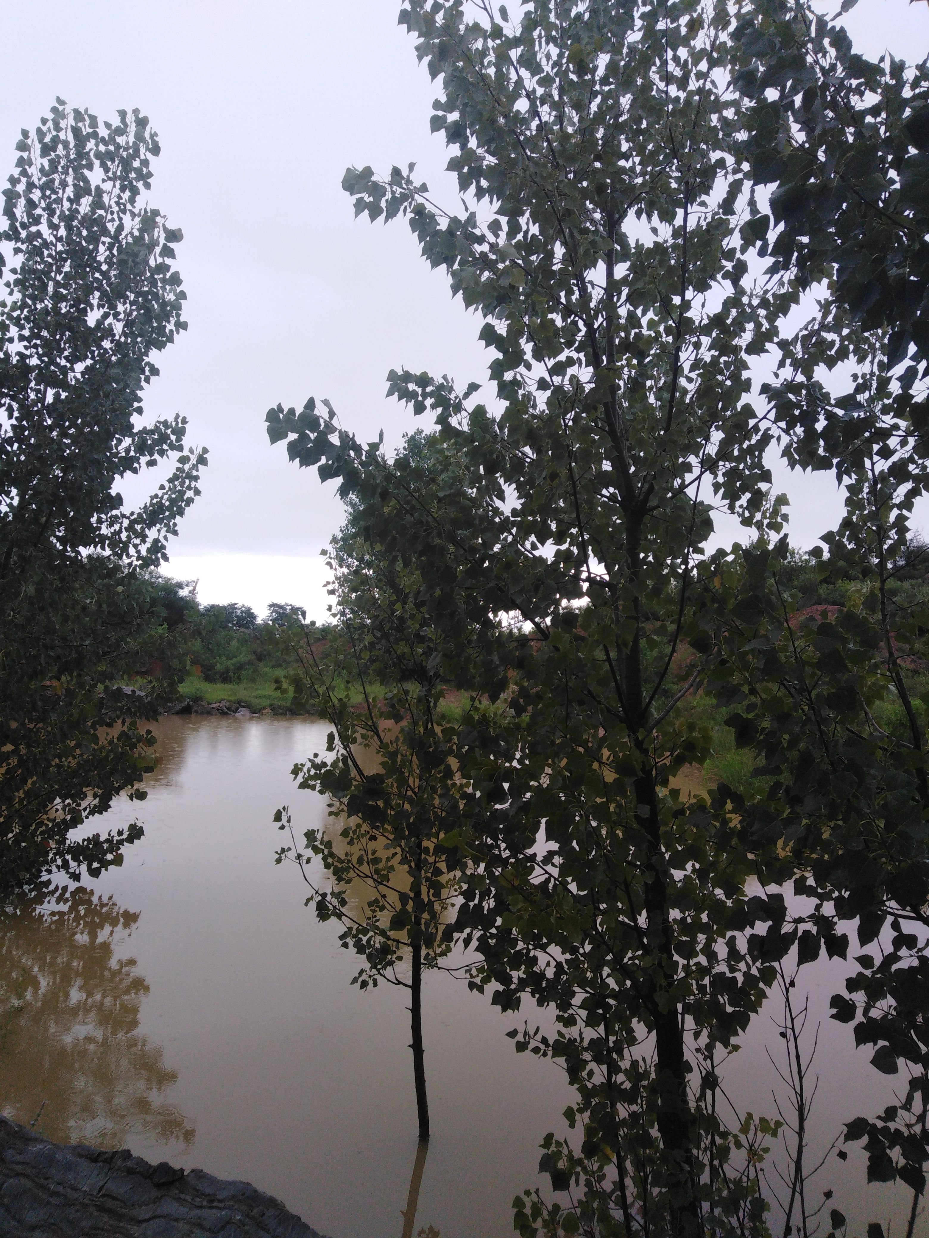 杨树