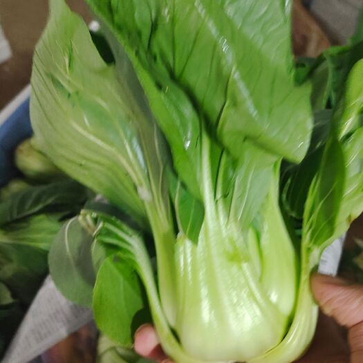 昆明优质上海青全国代发。