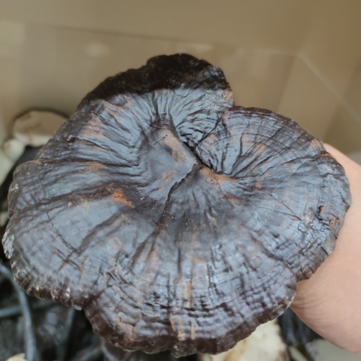 广州黑灵芝