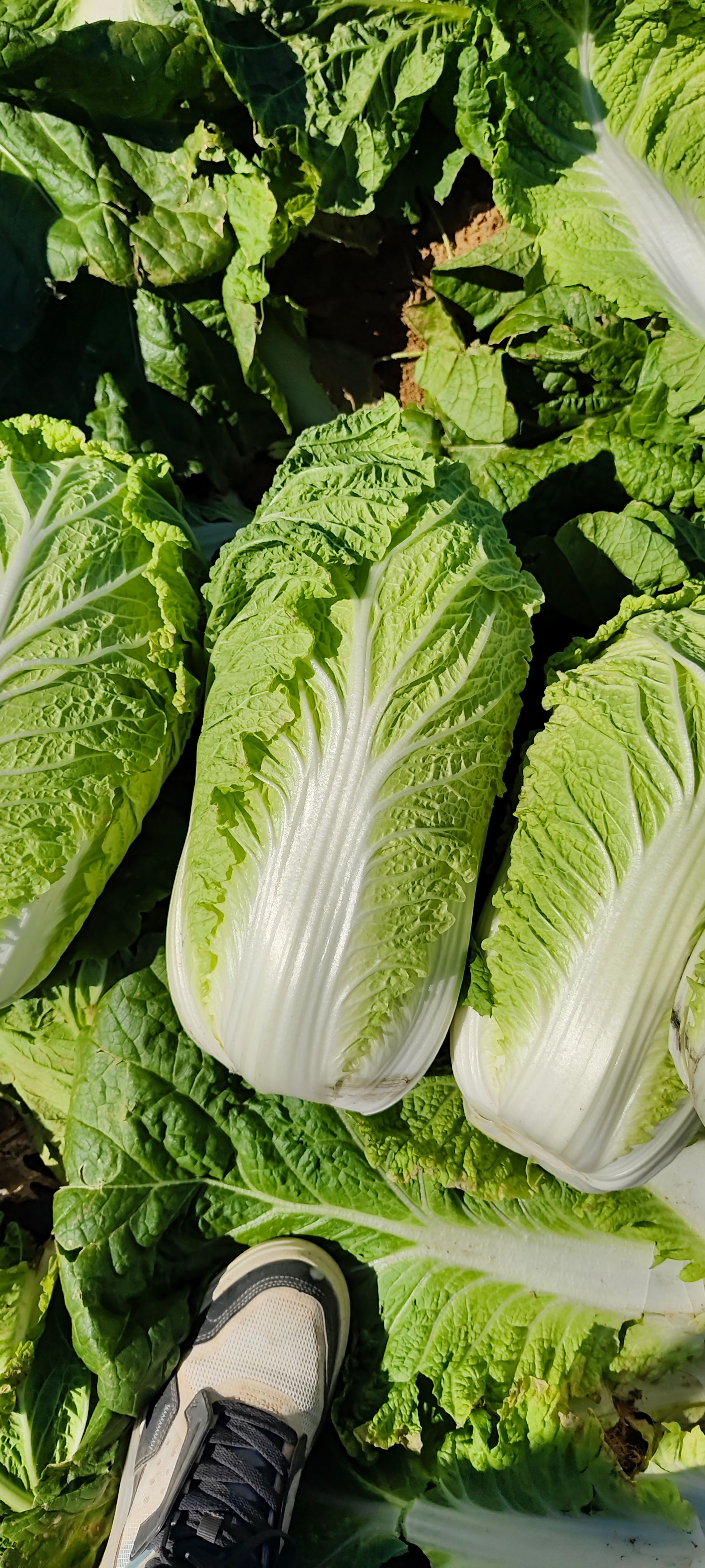 黄心大白菜，山东黄心菜，山东济南白菜大量供应