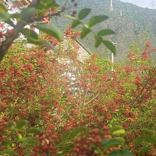 丹巴县产地直销，麻味十足。