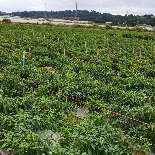 泸西县线椒上市，欢迎批量采购。
