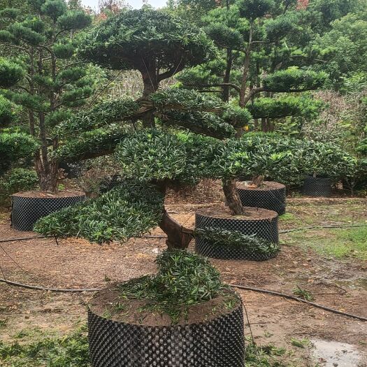 金华罗汉松