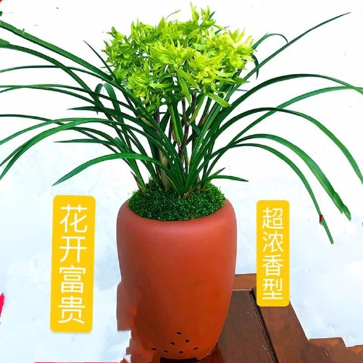 翁源县春兰奇花浓香型
