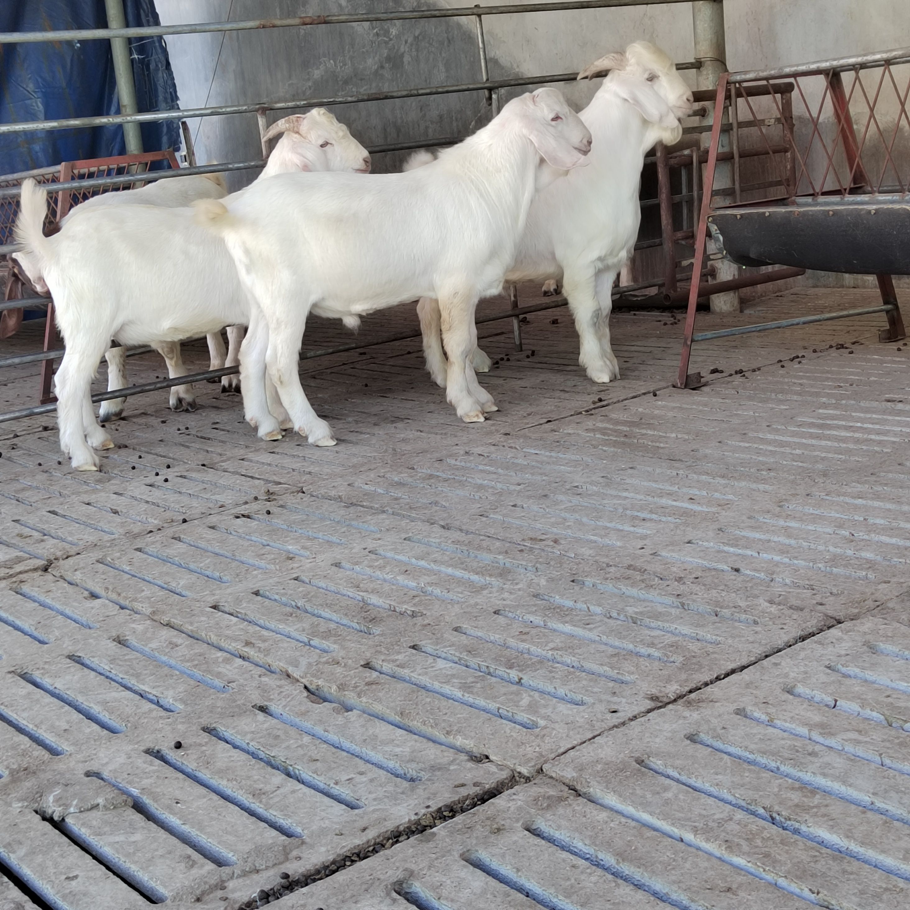 美国白山羊 价格便宜 质量好 免费送货欢迎朋友挑选