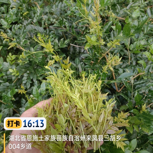 来凤县恩施来凤含富硒 藤茶，来凤含硒藤茶