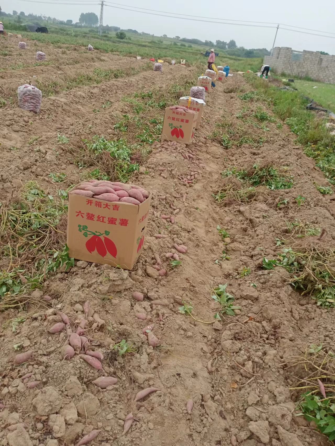 广东精品紫薯，二代小花叶，桂京8，加工薯，凌紫，徐紫8，