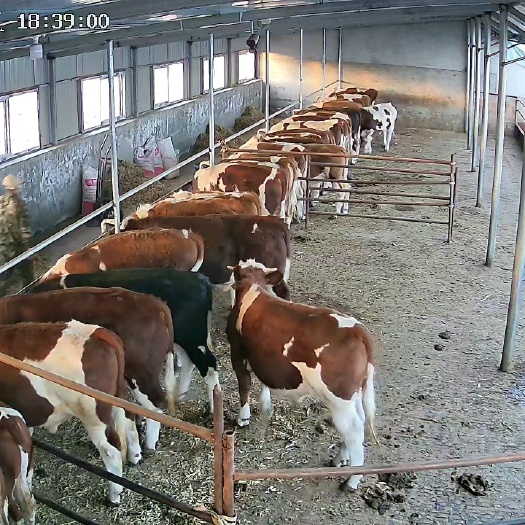 通辽内蒙古通辽西门塔尔肉牛