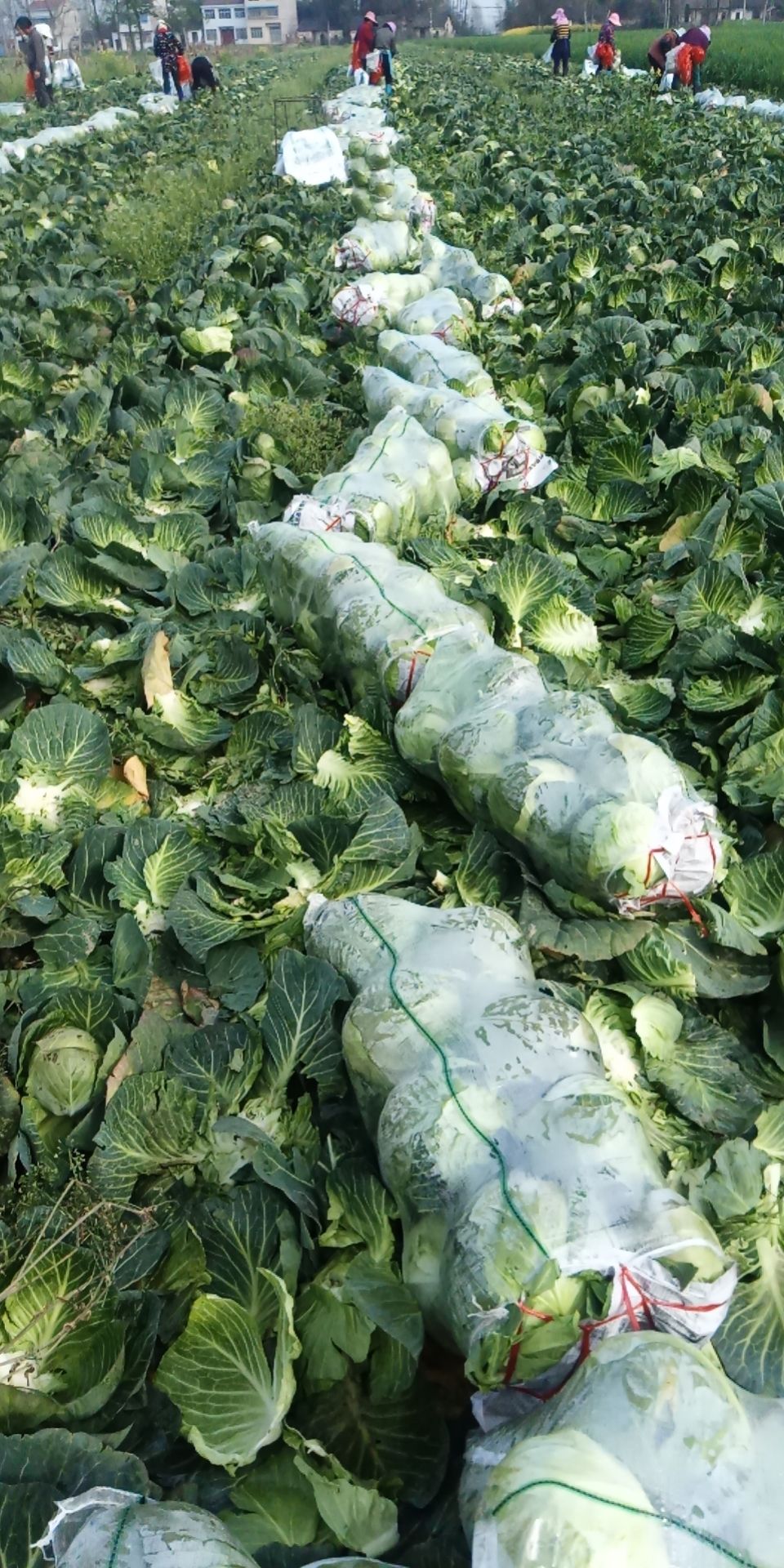 甘蓝包菜圆包菜大量上市了，产地直发，支持全国发货