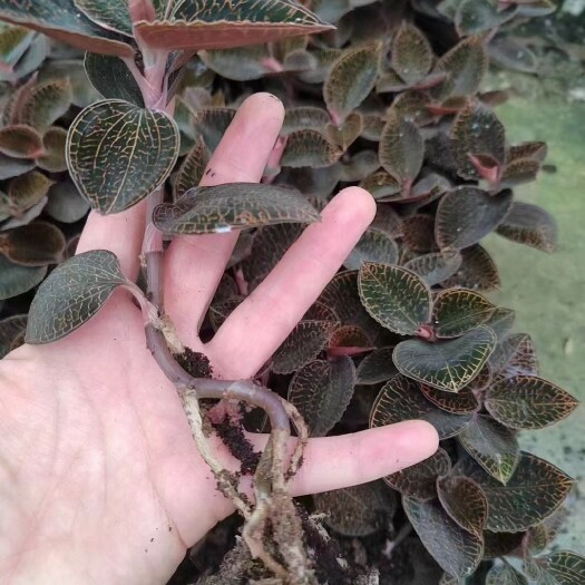 武汉农业种植