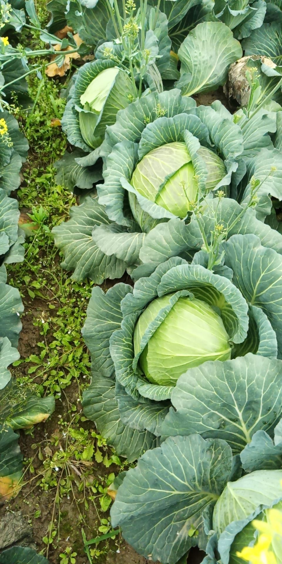 甘蓝包菜圆包菜大量上市了，产地直发，支持全国发货