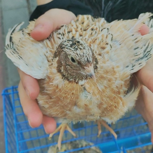 蚌埠鹌鹑肉