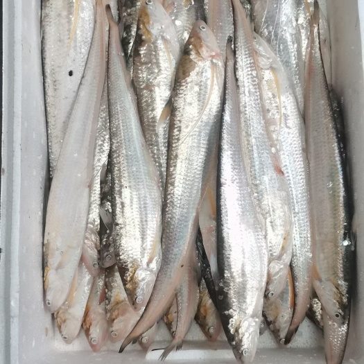 刀鱼，大中小规格齐全