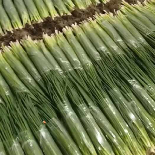 扶余市新鲜香葱保证质量