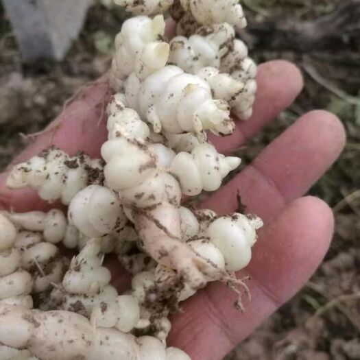 沛县宝塔菜 （螺丝菜）品质佳，量大价格可商量