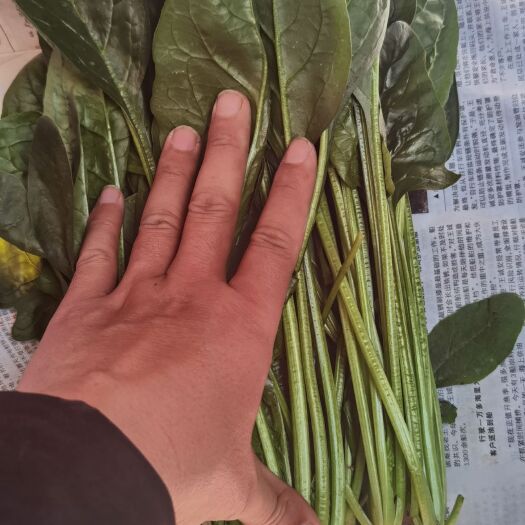 惠民县山东优质菠菜供货中，无虫口，黄叶，品质好