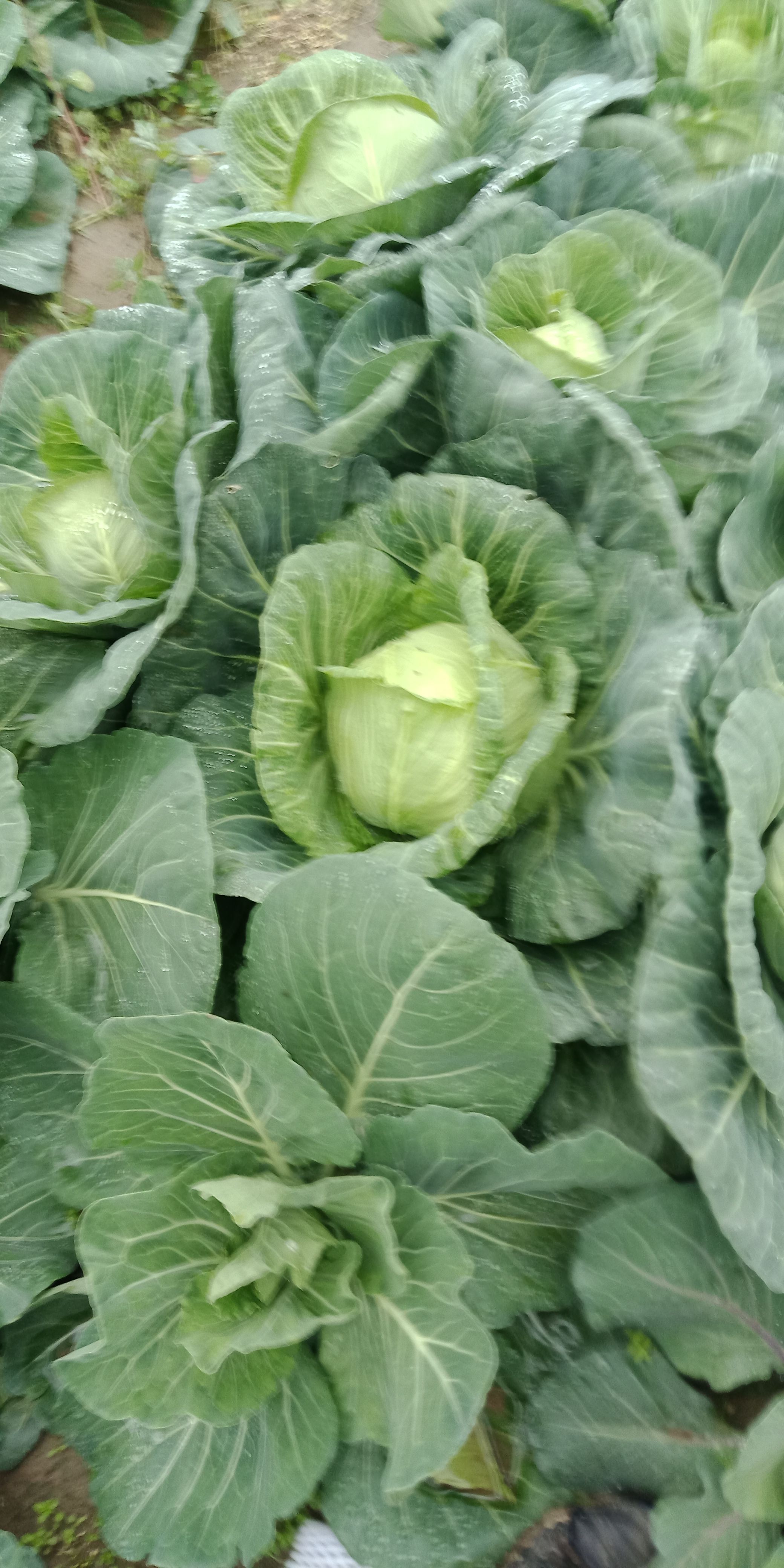 甘蓝包菜圆包菜大量上市了，产地直发，支持全国发货