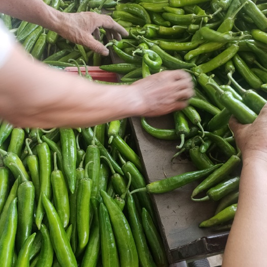 遂溪县青皮辣椒