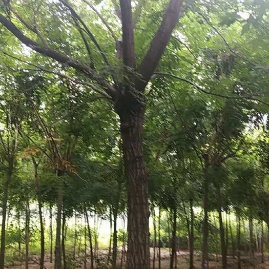 河北定州栾树北栾树树苗乔木大树绿化苗木行道树乔灌木