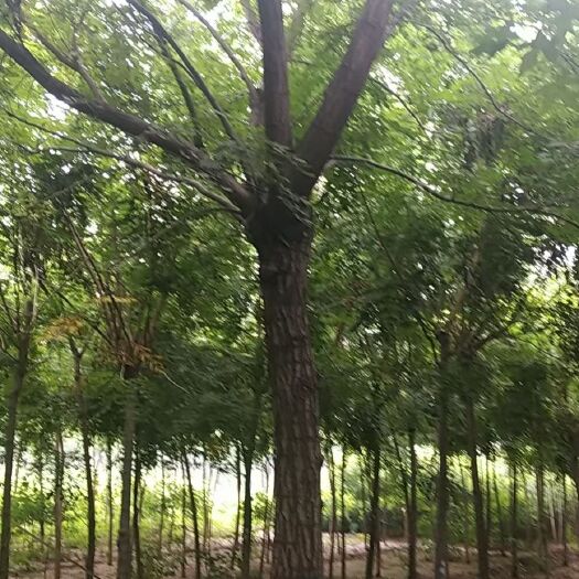 定州市河北定州栾树北栾树树苗乔木大树绿化苗木行道树乔灌木
