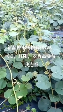 獼猴桃苗批零專(zhuān)賣(mài)基地
