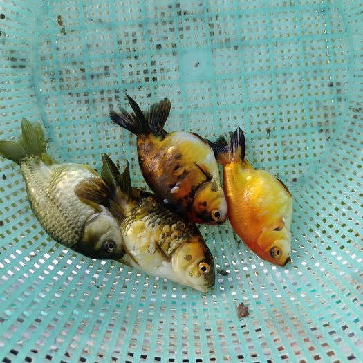 淄博兰寿