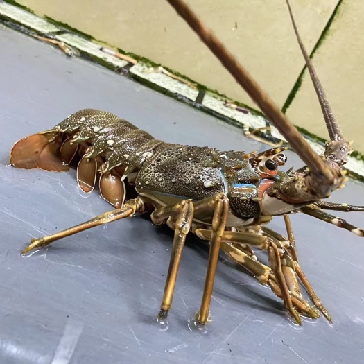 广州广州活发小青龙