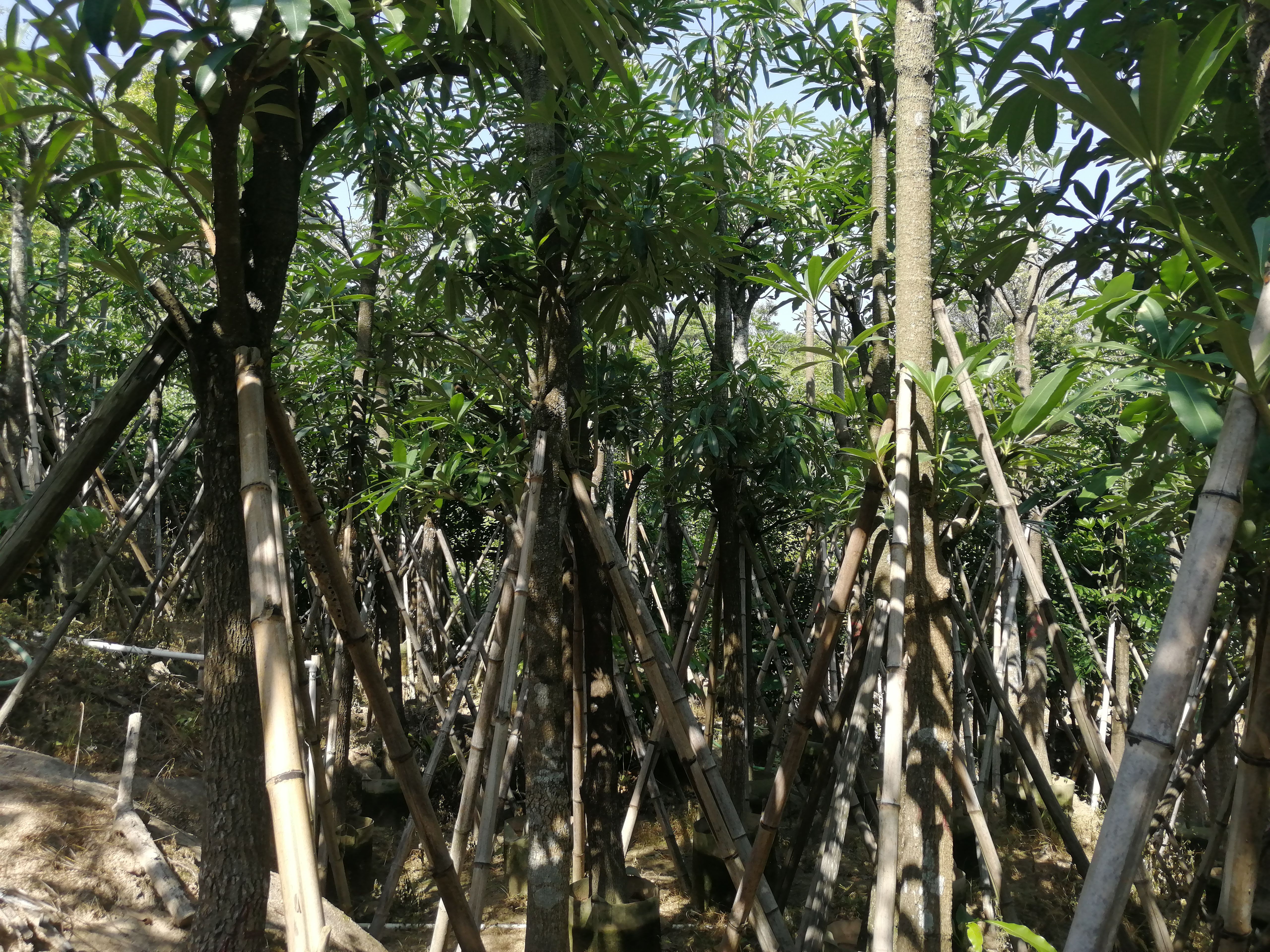 灯台树10到20分大量