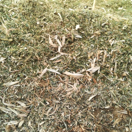 无棣县玉米秸秆发酵青储草，现收割未发酵青储。