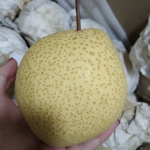 永清县永清胡庄特产白酥梨，又脆又甜  好吃   水灵   物美价廉