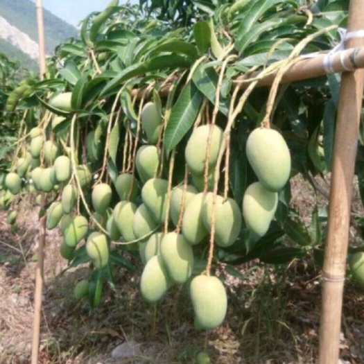 白沙县芒果苗