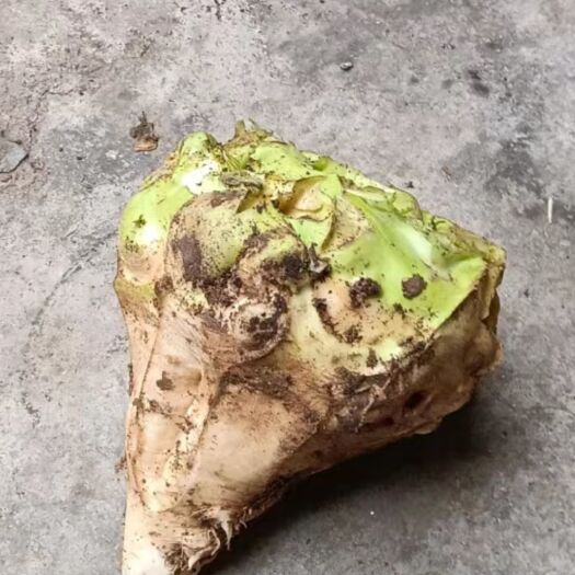 登封市嵩山脚下农家自种的老式芥菜疙瘩现挖现发