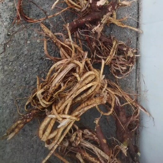 梧州大山里的纯五指毛桃