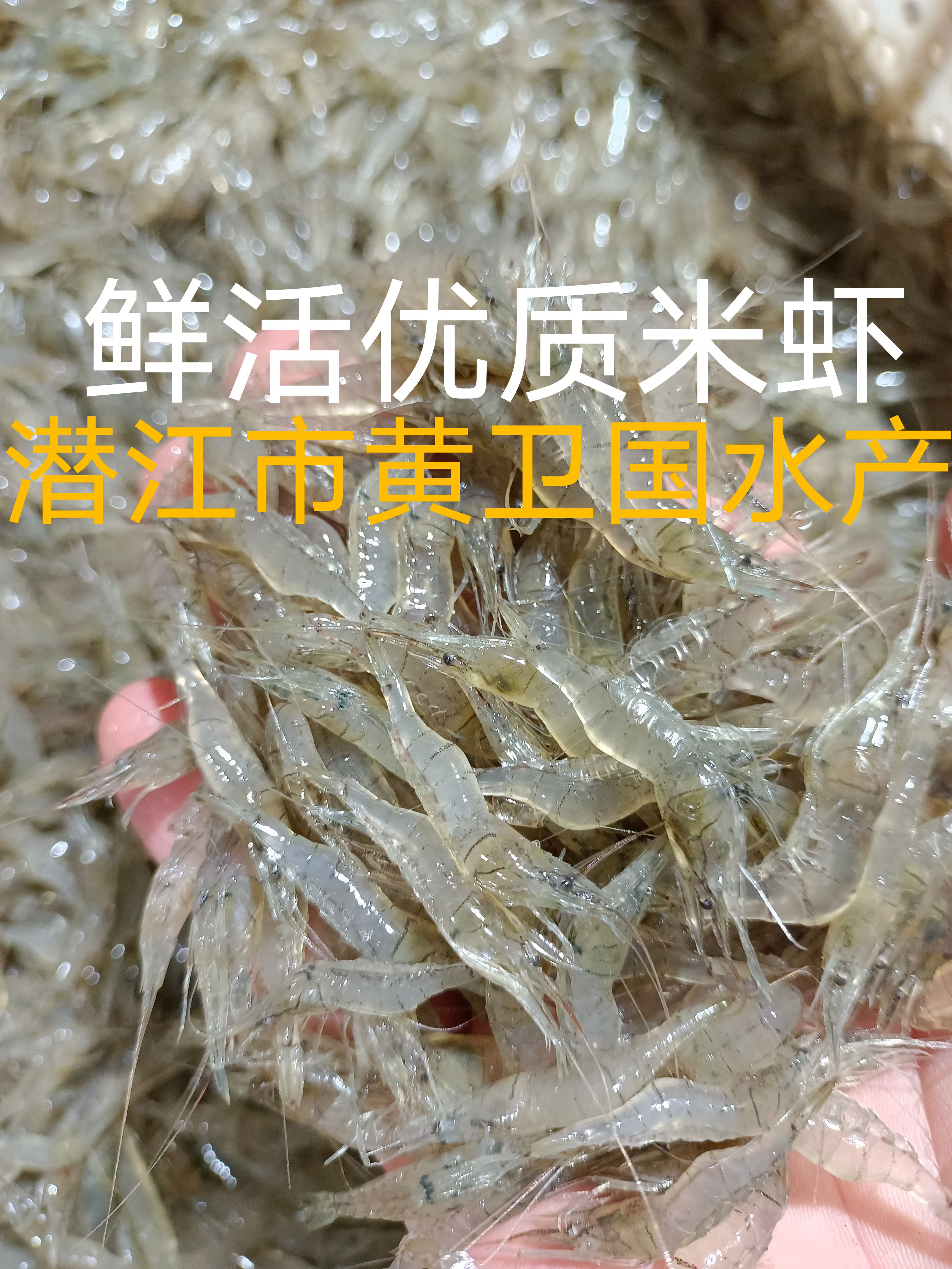 潜江市优质鲜活米虾，产地湖北潜江市，打包全国发货，联系黄卫国水产