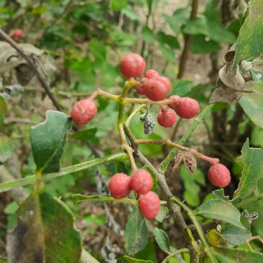 武陟县花椒树苗基地直销，根系发达，成活率高