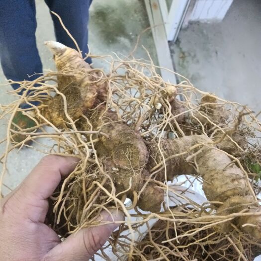 祁门县姜型黄精，九华药典品种