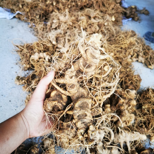 竹节参，滋补中药材，恩施大叶竹节参【现货】