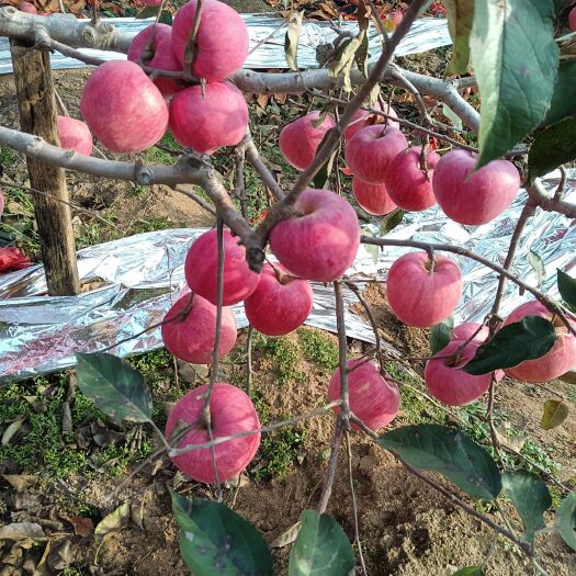 绥中县寒富苹果大量上市欢迎老板前来选购