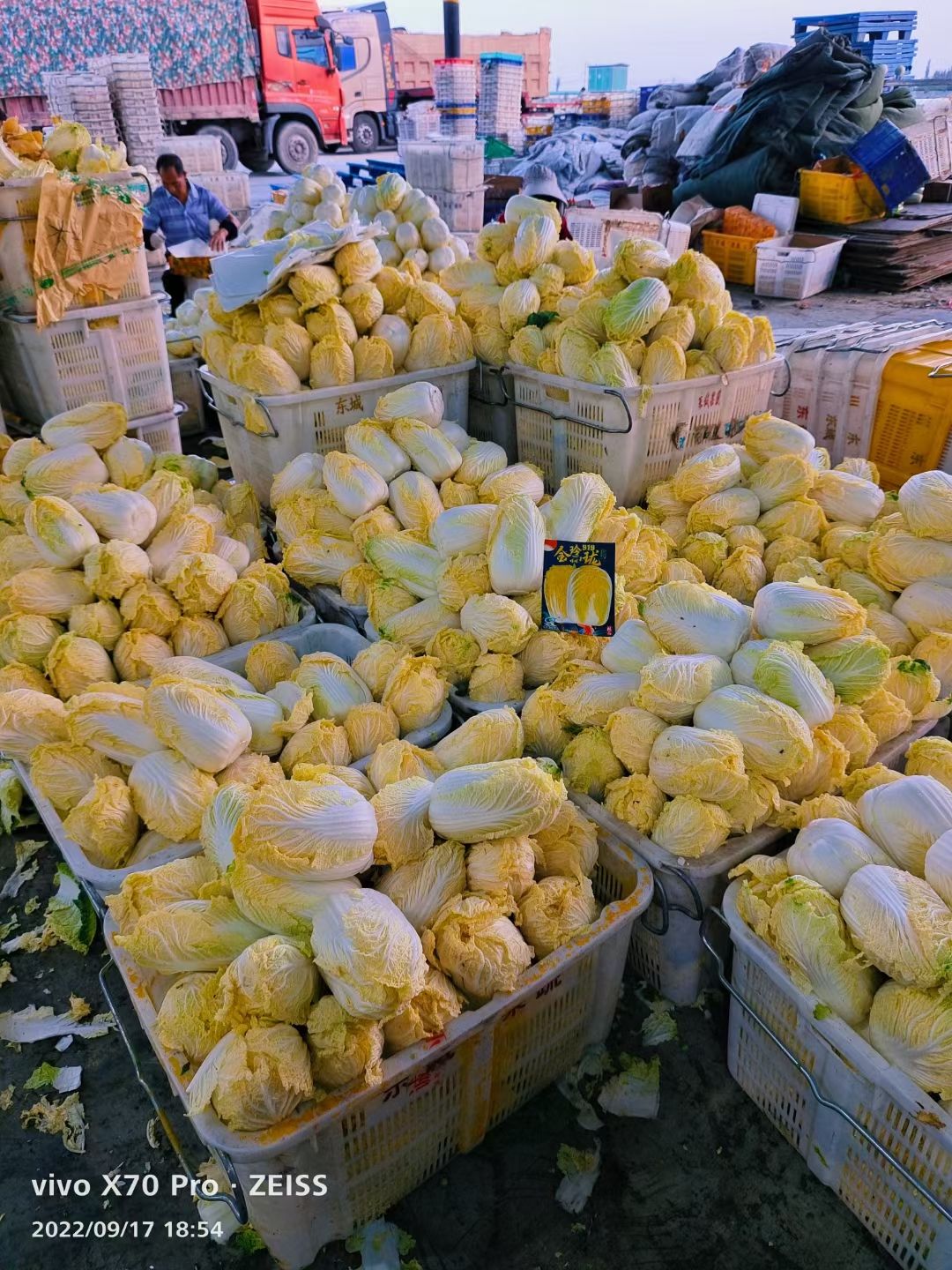 湖北精品娃娃菜，大娃娃菜小娃娃菜，毛菜、净菜精包，冷库加工