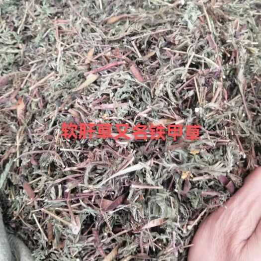 玉林中药材批发零售软肝草 软甘草 铁甲草 软干草 益肝草 含羞草