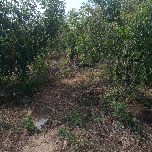 郏县冬枣树