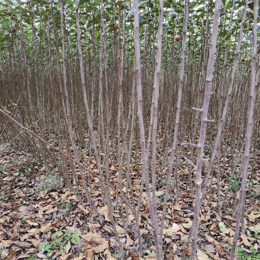 东丰县鸡心果又名锦绣海棠